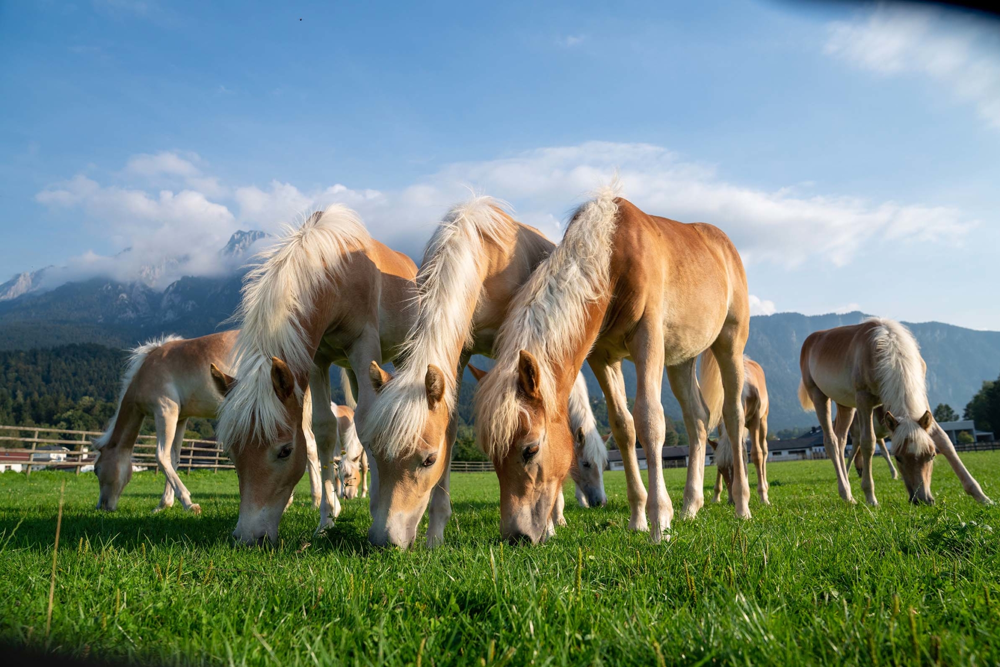 Der Besuch der Haflinger Show im Fohlenhof Ebbs wird das Herz vieler Pferdeliebhaber:innen höherschlagen lassen.