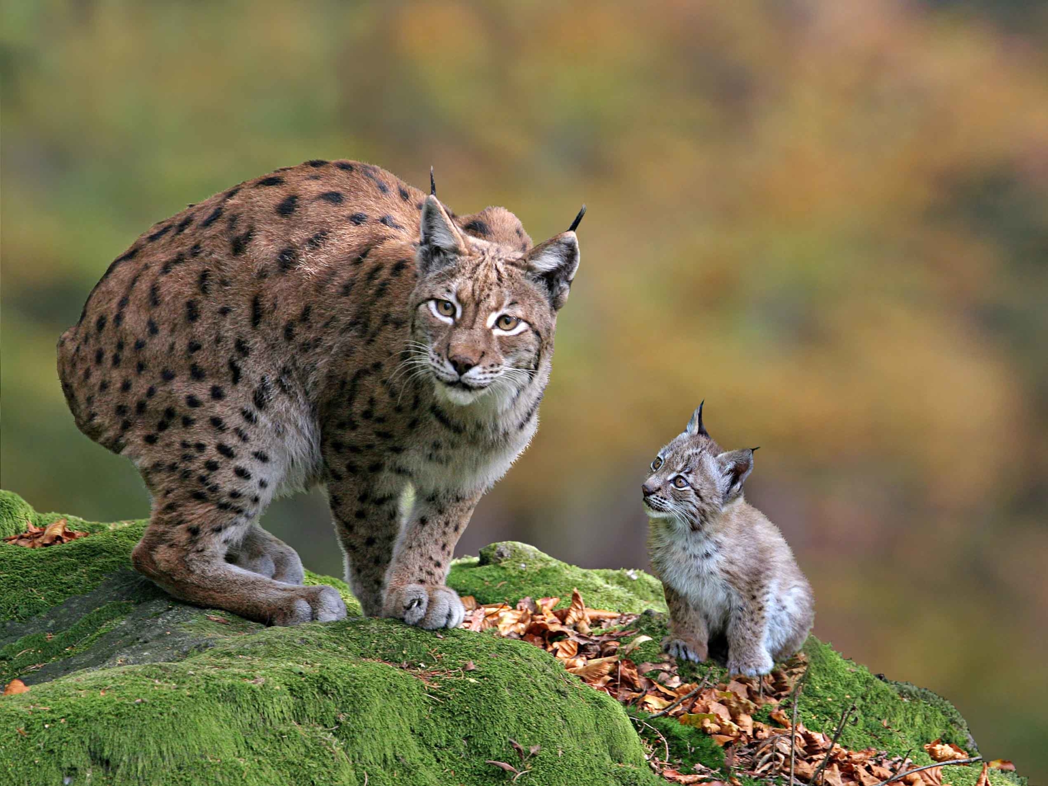 Schöne Tage für Familien: Ein einmaliger Besuch des Wildpark Aurach ist ebenso in der ErlebnisCad Tirol inkludiert wie …